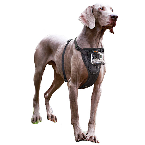 GoPro Dog Mount/ GoPro Mount for Dog Harness